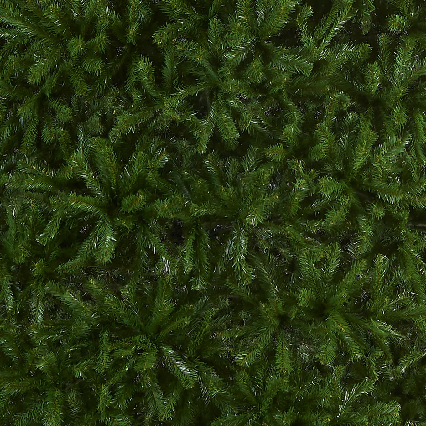 16 ft. North Valley Spruce Tree