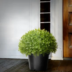 13 in. Globe Japanese Holly Bush topiary in a Dark Green Round Growers Pot