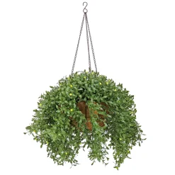 18 in. Spring Argentea Hanging Plant with Yellow Flowers