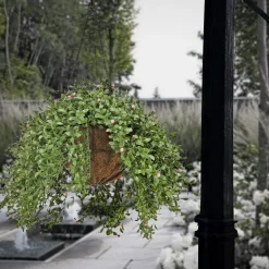 18 in. Spring Argentea Hanging Plant with Pink Flowers